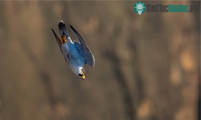 Chim ưng Peregrine có cơ thể hình giọt nước.