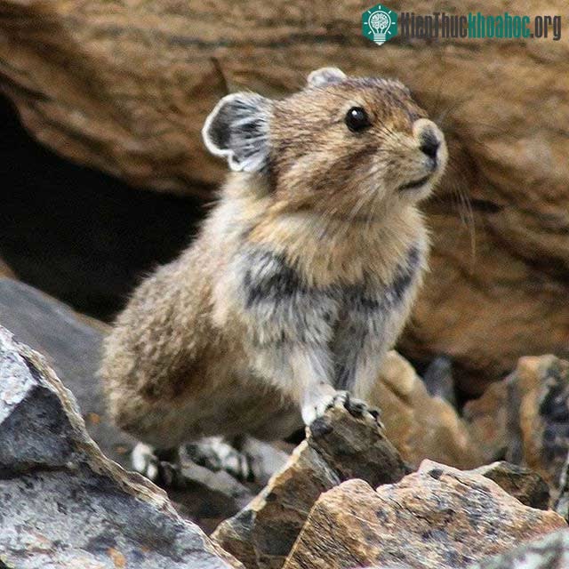 Thỏ Ili pika sống ở độ cao từ 2.800 đến 4.000 mét.