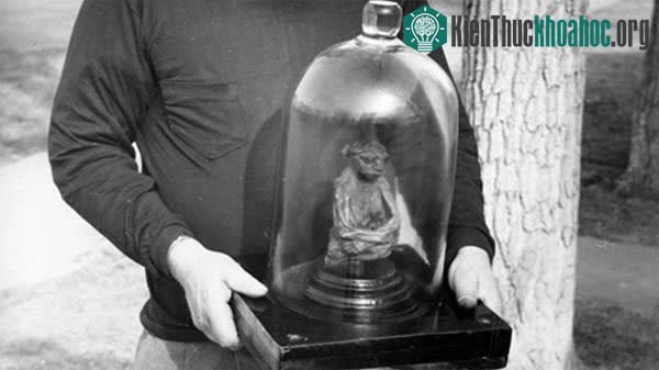 Người khổng lồ và người tí hon có tồn tại không? 4 dấu tích chưa có lời giải! ảnh 1