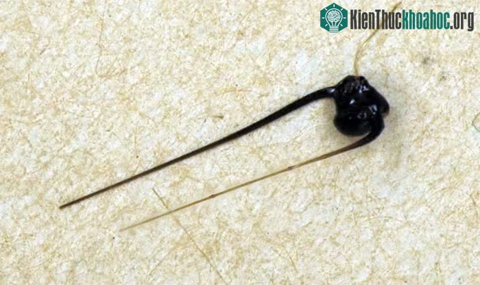 Sự thật bất ngờ: Nhìn như tổ chim, nhưng thực ra đây lại là dung nham núi lửa! ảnh 1