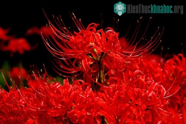 Nếu thấy hoa nở thì sẽ không thấy lá, hay thấy lá dĩ nhiên ta sẽ không thấy hoa bỉ ngạn