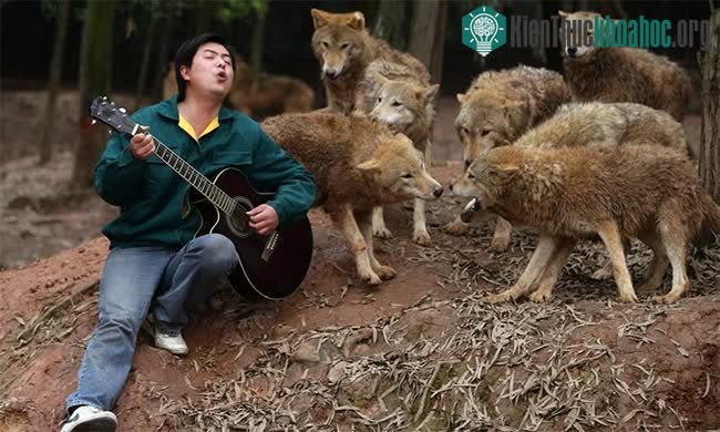 Nghiên cứu mới cho thấy: Chó sói thực sự có thể hình thành sự gắn bó với con người tương tự chó nhà ảnh 1