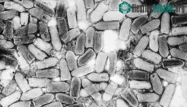 Các loại virus ngoài đời thực có thể tạo ra "zombie" hay không? ảnh 1
