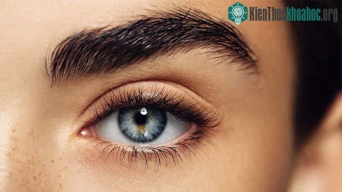 Đôi mắt không chỉ là "cửa sổ tâm hồn" mà còn có thể là cửa sổ dự đoán tuổi thọ.