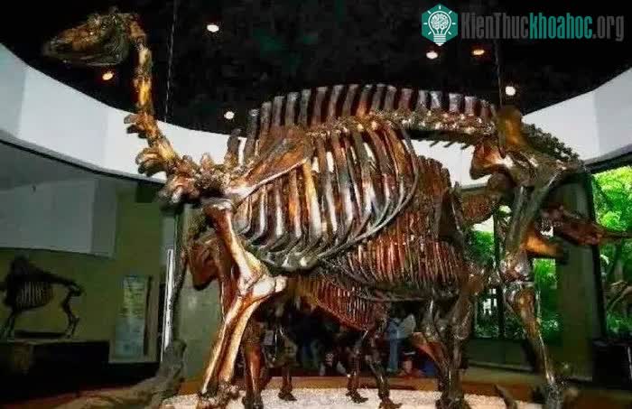 Bộ xương của lạc đà.