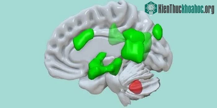 Tiểu não (màu đỏ) kết nối với các khu vực khác nhau của đại não (màu xanh lá cây)