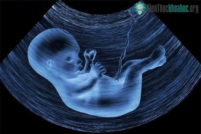 Hạt vi nhựa đã được tìm thấy trong máu người, nhau thai, phân của trẻ sơ sinh