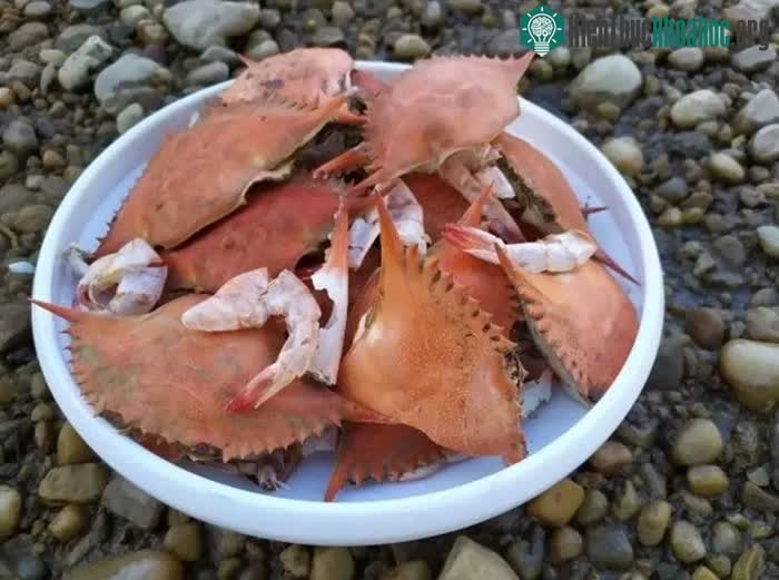 Chitosan được sử dụng trong các nguyên mẫu pin đã phân hủy hoàn toàn trong 5 tháng.