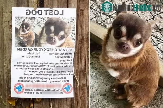 Chú chó Chihuahua bị mòng biển "bắt" đi mất