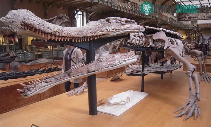 Siêu cá sấu SuperCroc