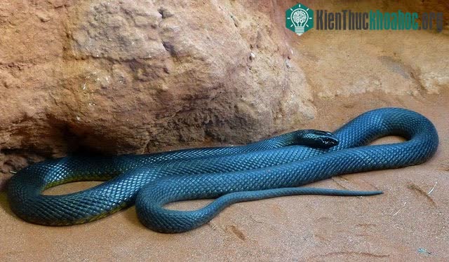 Rắn Taipan có khả năng thay đổi màu sắc theo mùa.