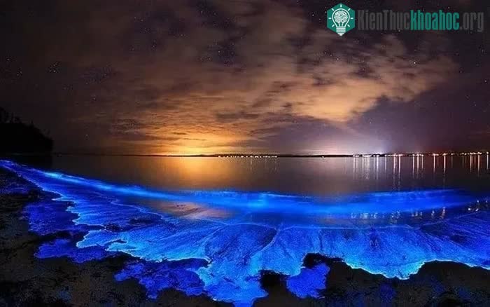 Loại tảo này có thể sinh sôi trong nước biển nên nó trở thành thủy triều đỏ.