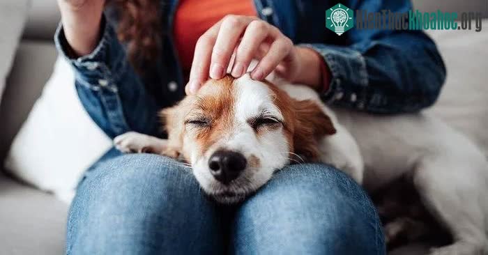 Con người có nhiều khả năng nghĩ về cảm xúc của một con chó hơn khi vuốt ve chúng.