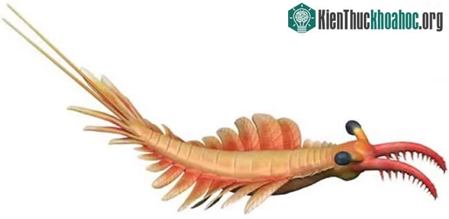 Vẻ ngoài đáng sợ của "kẻ săn mồi" dại dương