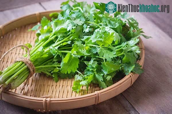 Chất diệp lục trong lá rau mùi giúp giải độc máu.