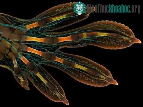 Bức ảnh bàn tay phôi thai tắc kè Madagascar đã đạt giải Nhất trong cuộc thi Nikon Small World 2022.