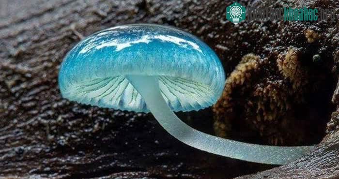 Mycena xanh