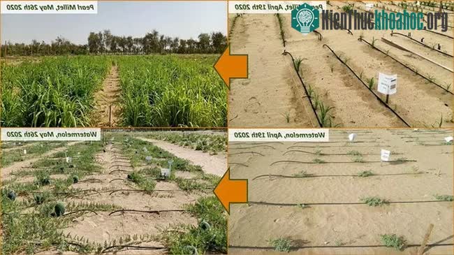 Đất sét liên kết với các hạt cát và tạo thành một loại đất giữ ẩm.