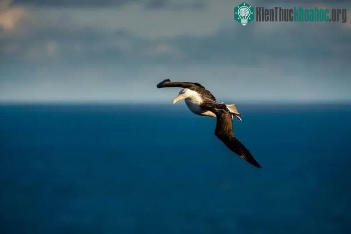 Quê nhà của Albie có thể là ở vùng biển Falklands và Nam Georgia.