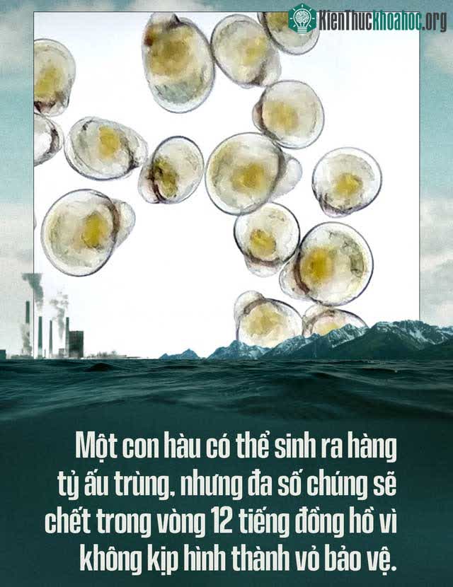 Một con hàu có thể sinh ra hàng tỷ ấu trùng