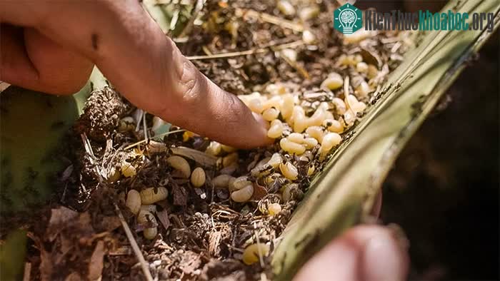Việc thu hoạch trứng kiến diễn ra rất nhanh chóng.