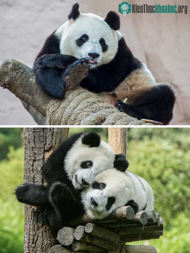 Những con gấu trúc đã trở lại sau nguy cơ tuyệt chủng