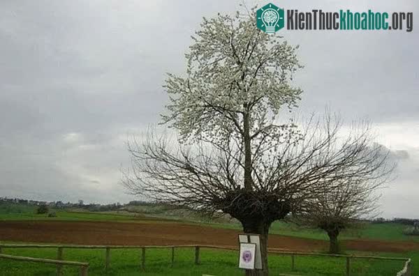 Cái cây mọc trên hẳn một ngọn cây