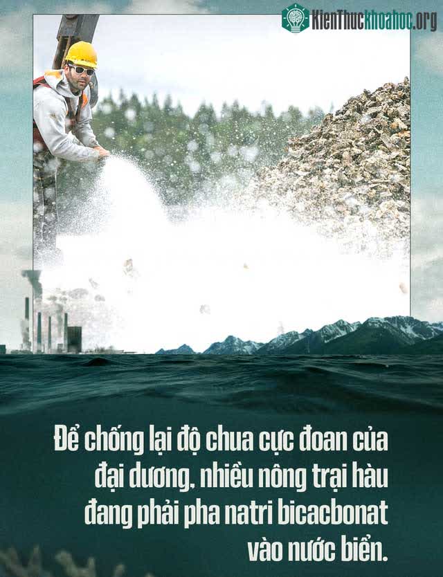 Độ pH của nước biển là nguyên nhân khiến ấu trùng hàu không thể hình thành vỏ