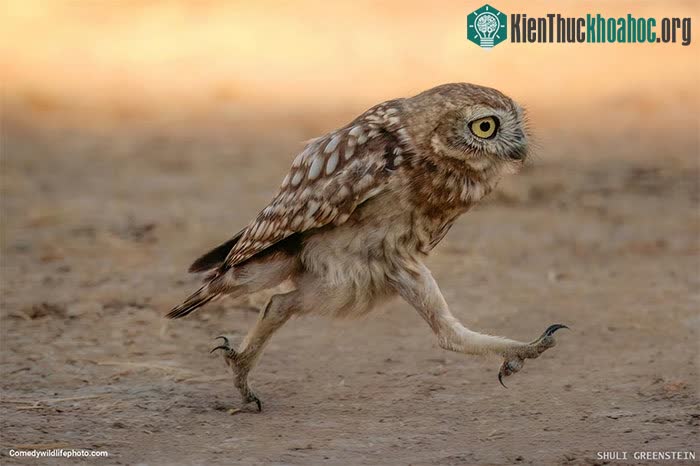 Tuyển tập những bức ảnh động vật hài hước nhất năm ảnh 11