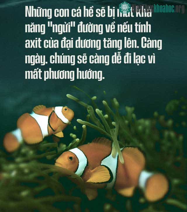 Axit hóa đại dương được dự đoán sẽ làm chậm sự phát triển của nhiều loài cá