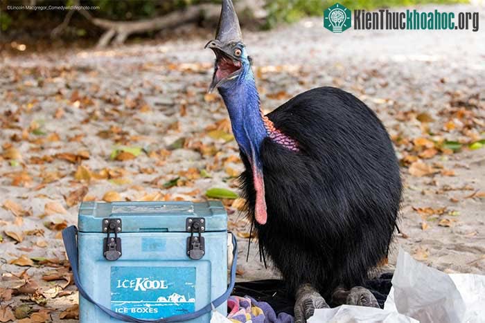 Tuyển tập những bức ảnh động vật hài hước nhất năm ảnh 13
