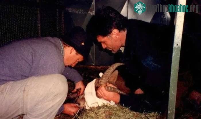 Con dê núi Pyrenean ibex cuối cùng, Celia, đươc gây mê để lấy mẫu tế bào
