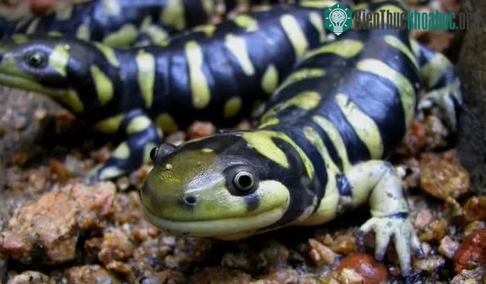 Kỳ giông hổ là một họ hàng gần của axolotl.
