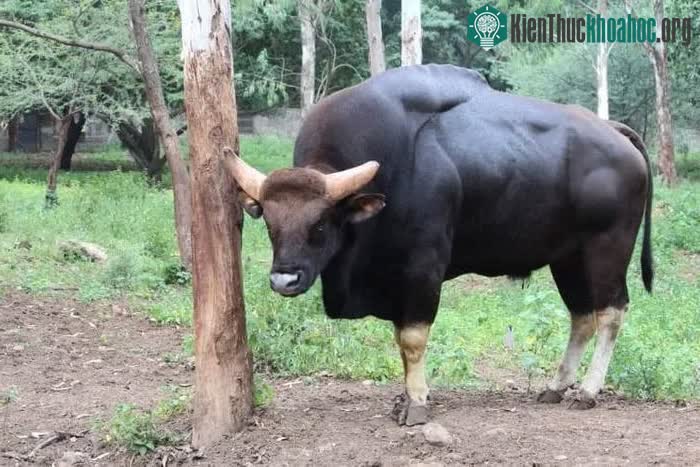 Một đàn bò tót thường có từ 8 đến 11 con