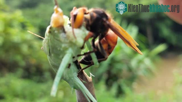 Phong lan giả dạng mùi hương của ong cái để "dụ dỗ" ong đực.