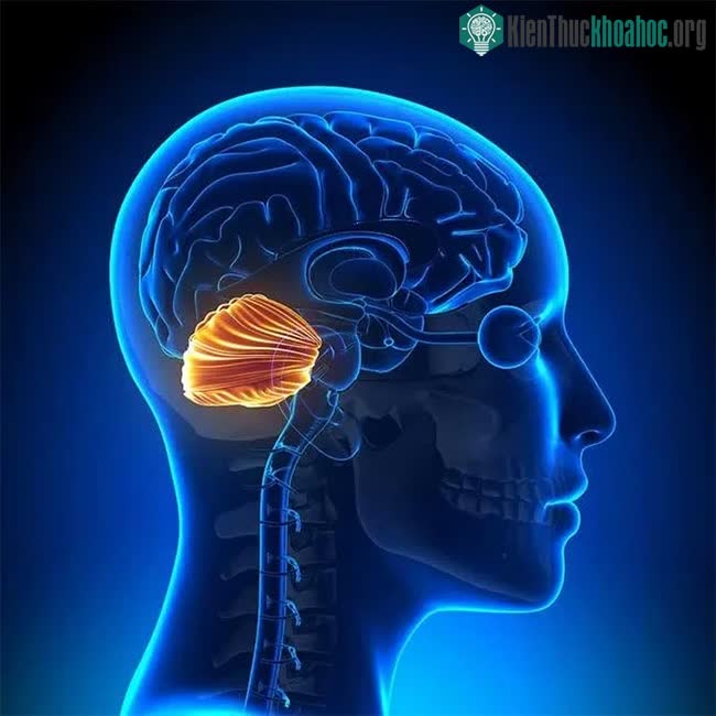 Tiểu não của bạn chỉ chiếm khoảng 10% bộ não về lượng không gian mà nó chiếm.