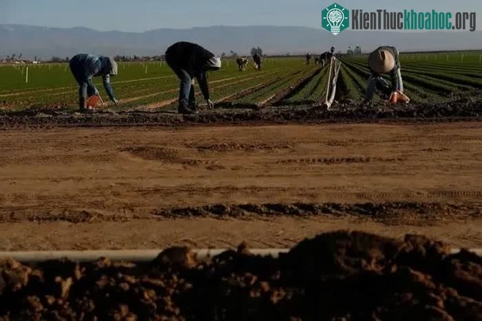 Nông trại này ở hạt Kern, bang California (Mỹ).