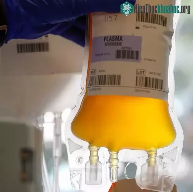 Vận chuyển huyết tương là một yêu cầu quan trọng trong cấp cứu.