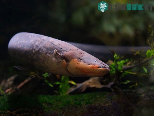Với hầu hết các loài ở Nam Mỹ, bơm natri lại không tồn tại ở trong cơ