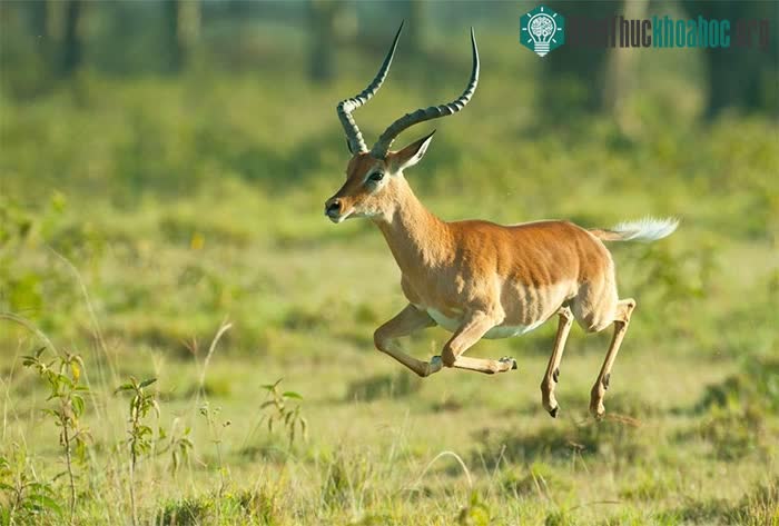 Nghe thấy tiếng sư tử gầm, linh dương Impala lập tức chạy đi.