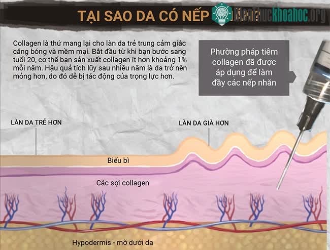 Sự lão hóa dưới góc nhìn khoa học ảnh 2