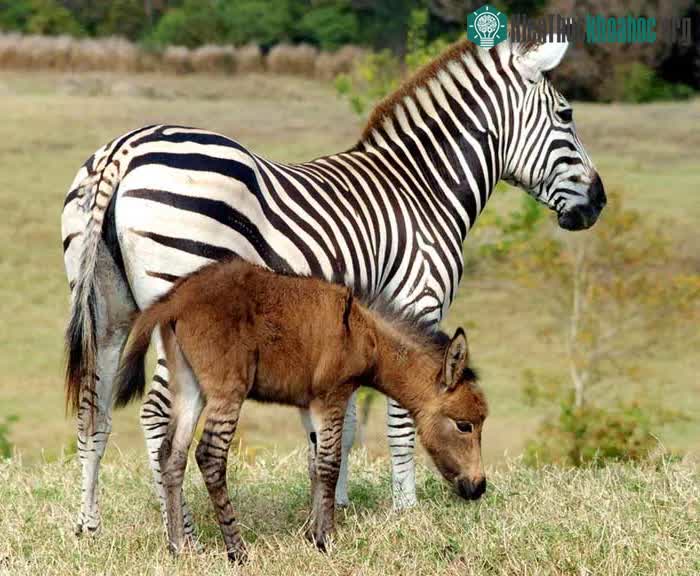Zebroid (ngựa vằn và chi ngựa)