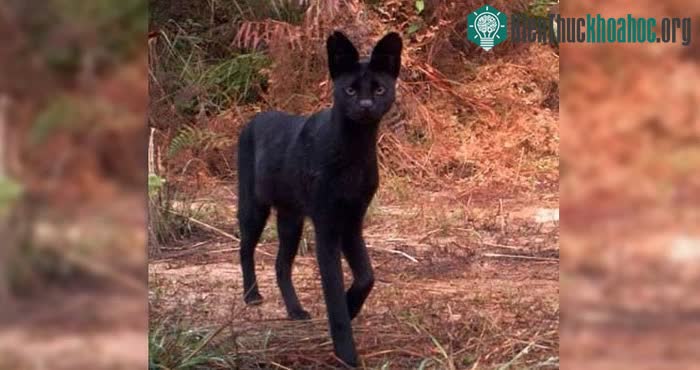 Melanistic serval