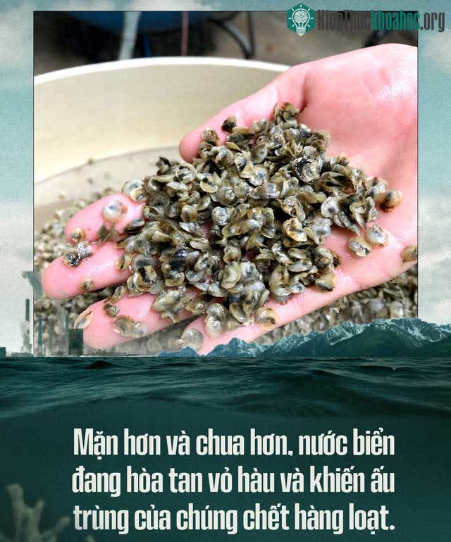 Nước biển đang hòa tan vỏ hàu