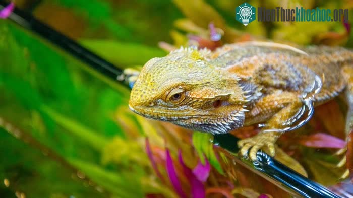 Rồng Úc Bearded Dragon