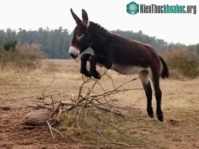 Lừa có thể nhớ gương mặt người có mối liên hệ với mình sau nhiều năm không gặp.