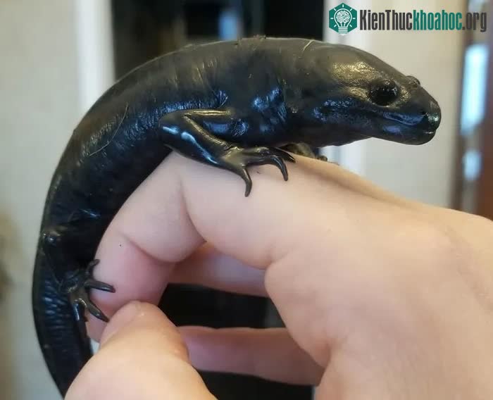 Hình dạng của kỳ giông axolotl giống như được lai giữa một con kỳ giông và một con nòng nọc.