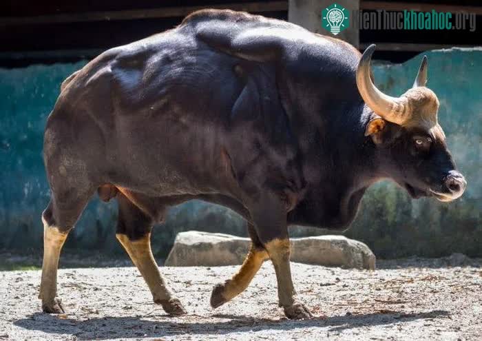 Tổng quần thể bò tót dao động từ 15.000 đến 35.000 cá thể.