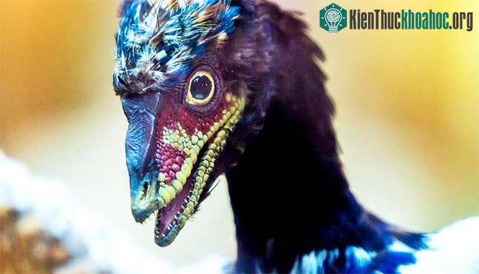 Phôi chim hiện đại trong những giai đoạn phát triển đầu tiên diễn ra rất giống với tổ tiên của chúng.