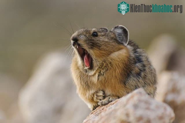 Tuy nhiên, có nhiều con thỏ Ili pika "lười biếng" lấy trộm đồ ăn của con khác để làm của mình.
